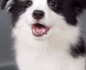 陨石边境牧羊犬价格,价格揭秘与市场分析